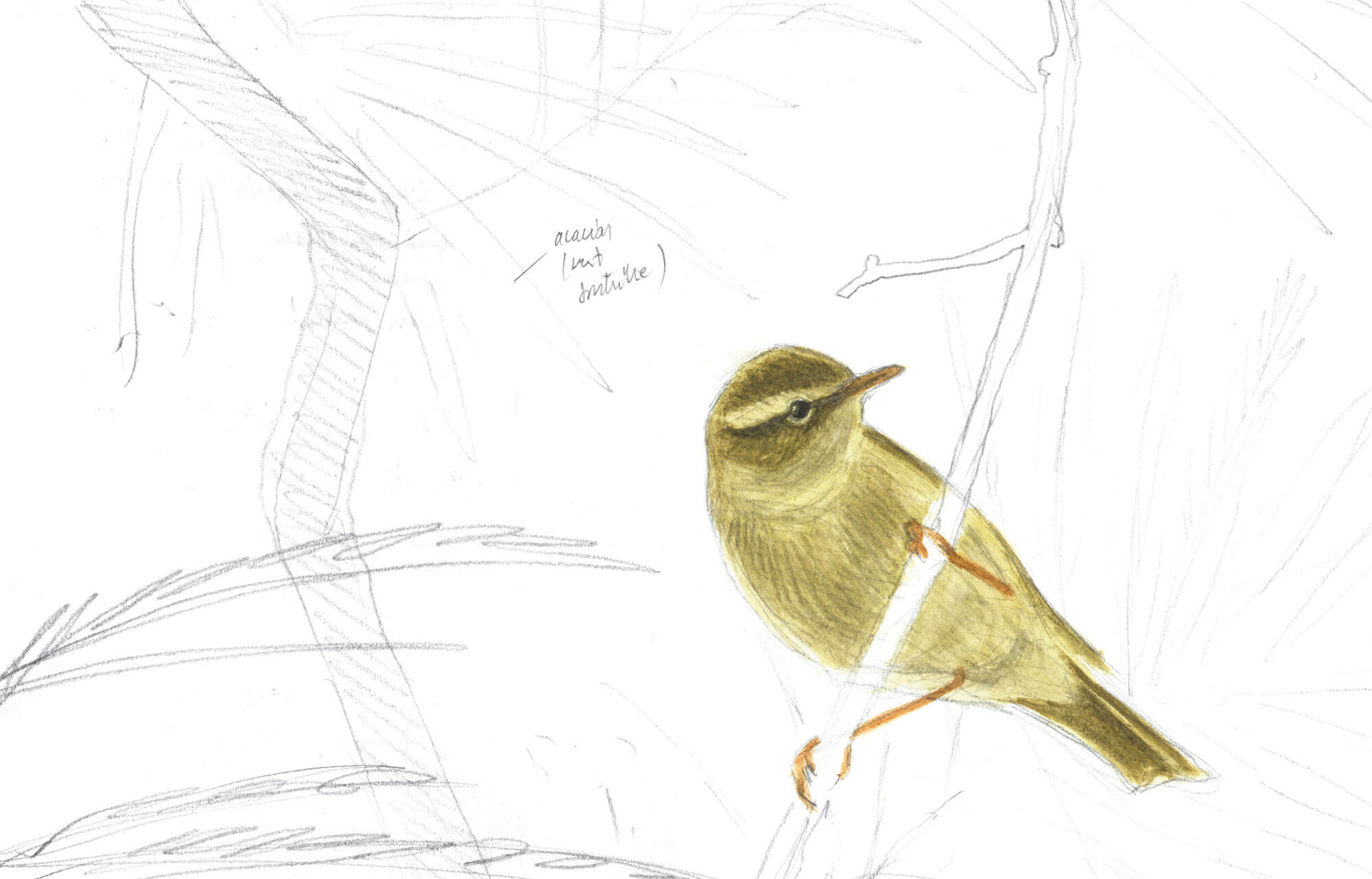 Sixième étape d'un voyage en suivant les oiseaux migrateurs - La Salamandre dessin pouillot