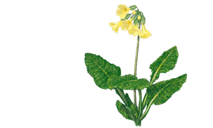 La primevère, une belle printanière - La Salamandre dessin fleur