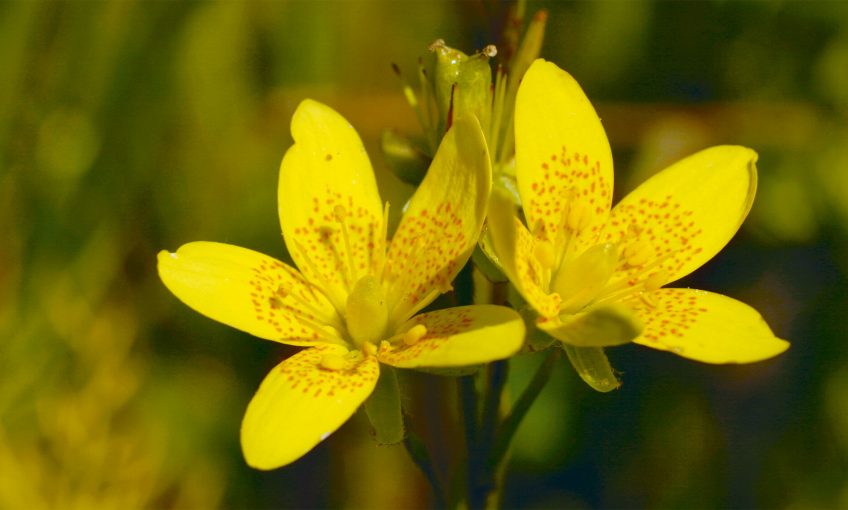 Dix mille saxifrages oeil-de-bouc pour les tourbières - La Salamandre jaune fleur