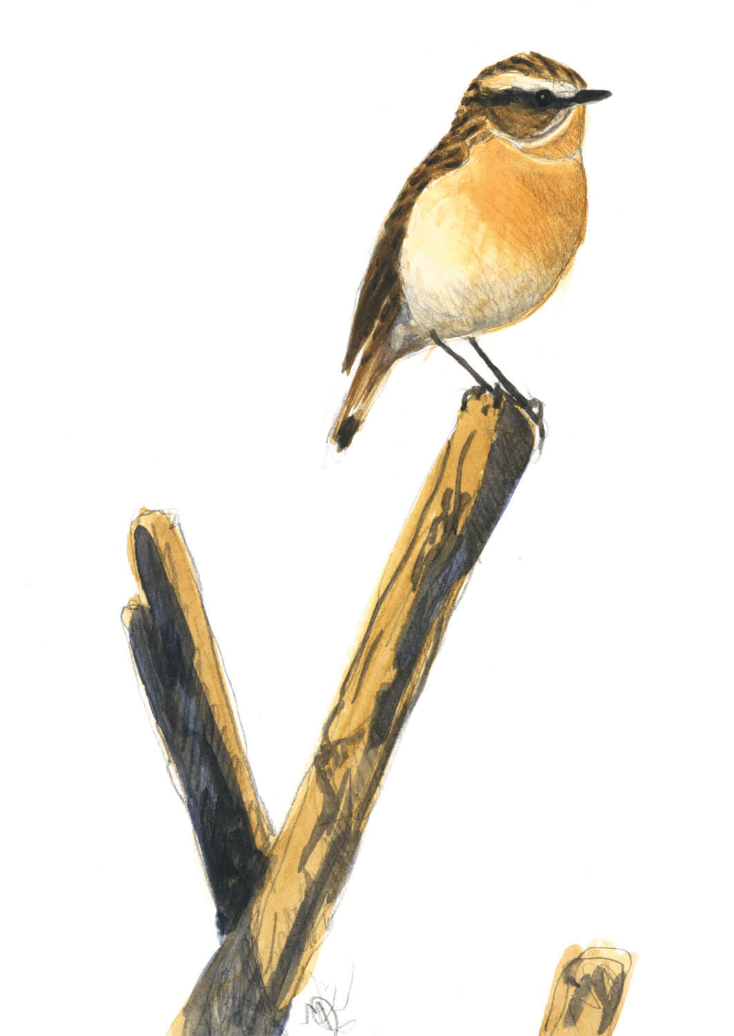 Troisième étape d'un voyage en suivant les oiseaux migrateurs - La Salamandre dessin tarier