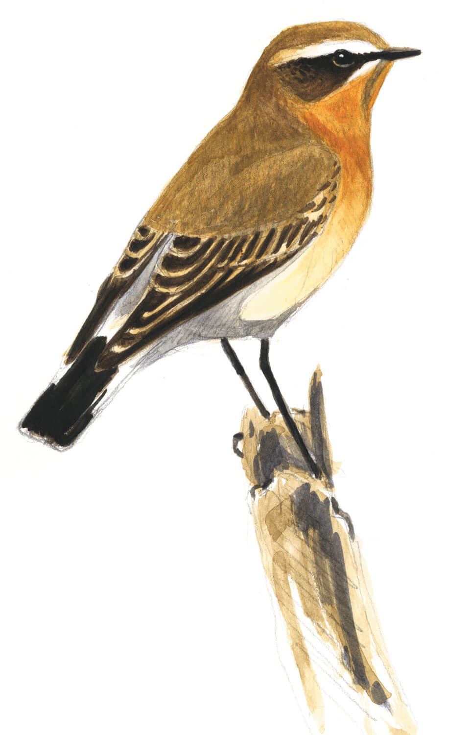 Troisième étape d'un voyage en suivant les oiseaux migrateurs - La Salamandre dessin traquet