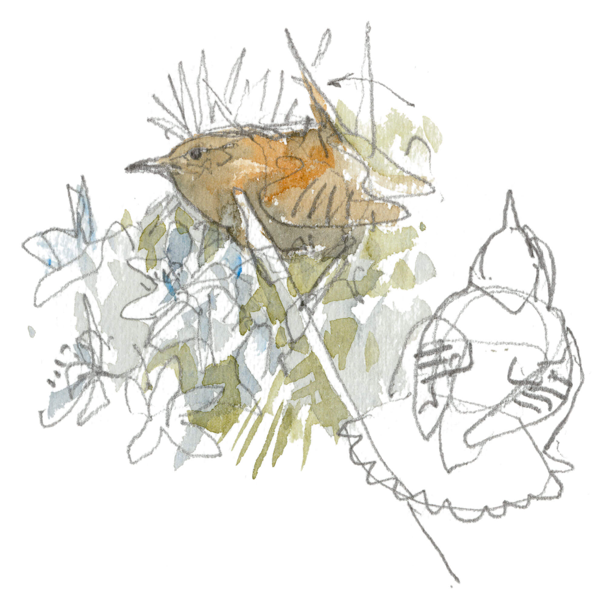 Curiosités et exploits du troglodyte - La Salamandre dessin