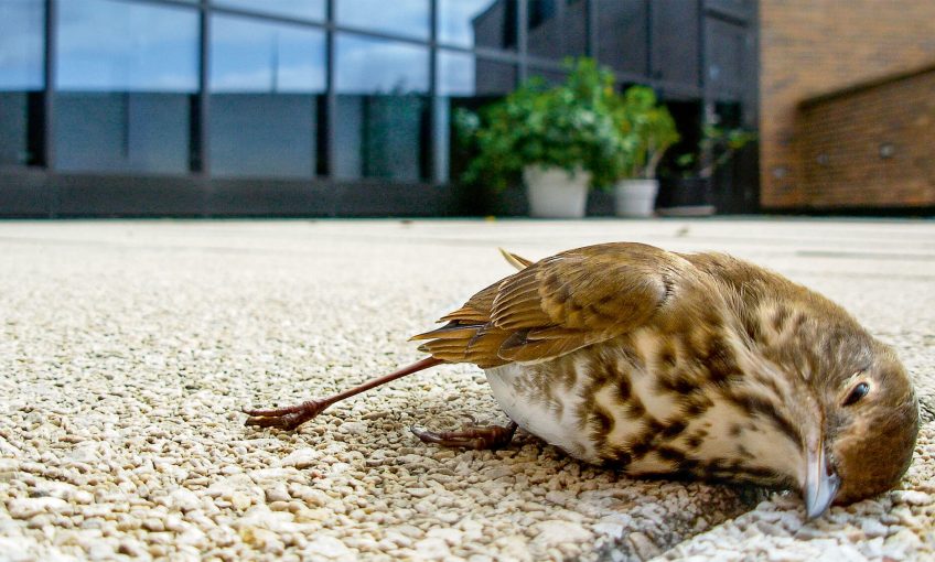 Pourquoi les fenêtres sont-elles une menace pour les oiseaux ? - La Salamandre oiseau mort