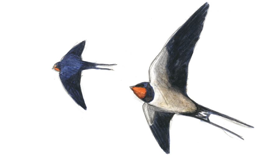 Première étape d'un voyage en suivant les oiseaux migrateurs - La Salamandre dessin hirondelle