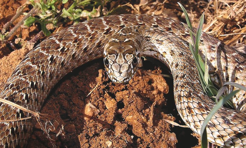 La belle couleuvre de Montpellier - La Salamandre