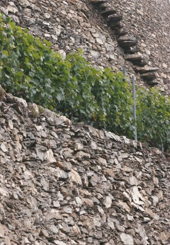Soutenir les vignes - La Salamandre mur pierre