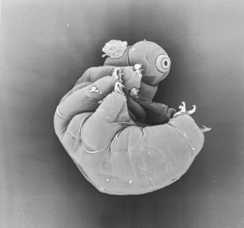 Conquérir le minéral - La Salamandre tardigrade