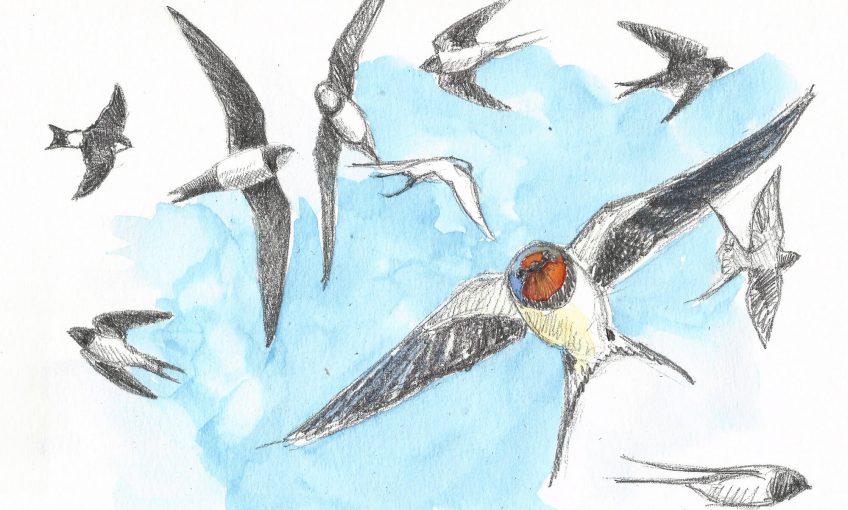 Hirondelles ne feraient pas le printemps ? La Salamandre