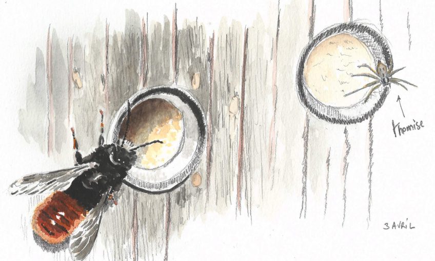 L'abeille osmie et l'araignée tueuse - La Salamandre