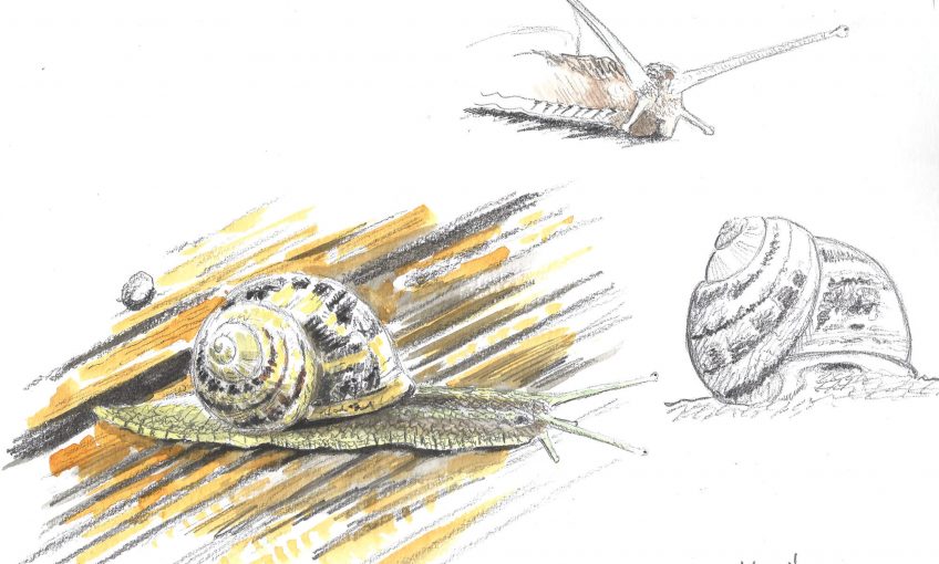 Escargot architecte pas pressé - La Salamandre