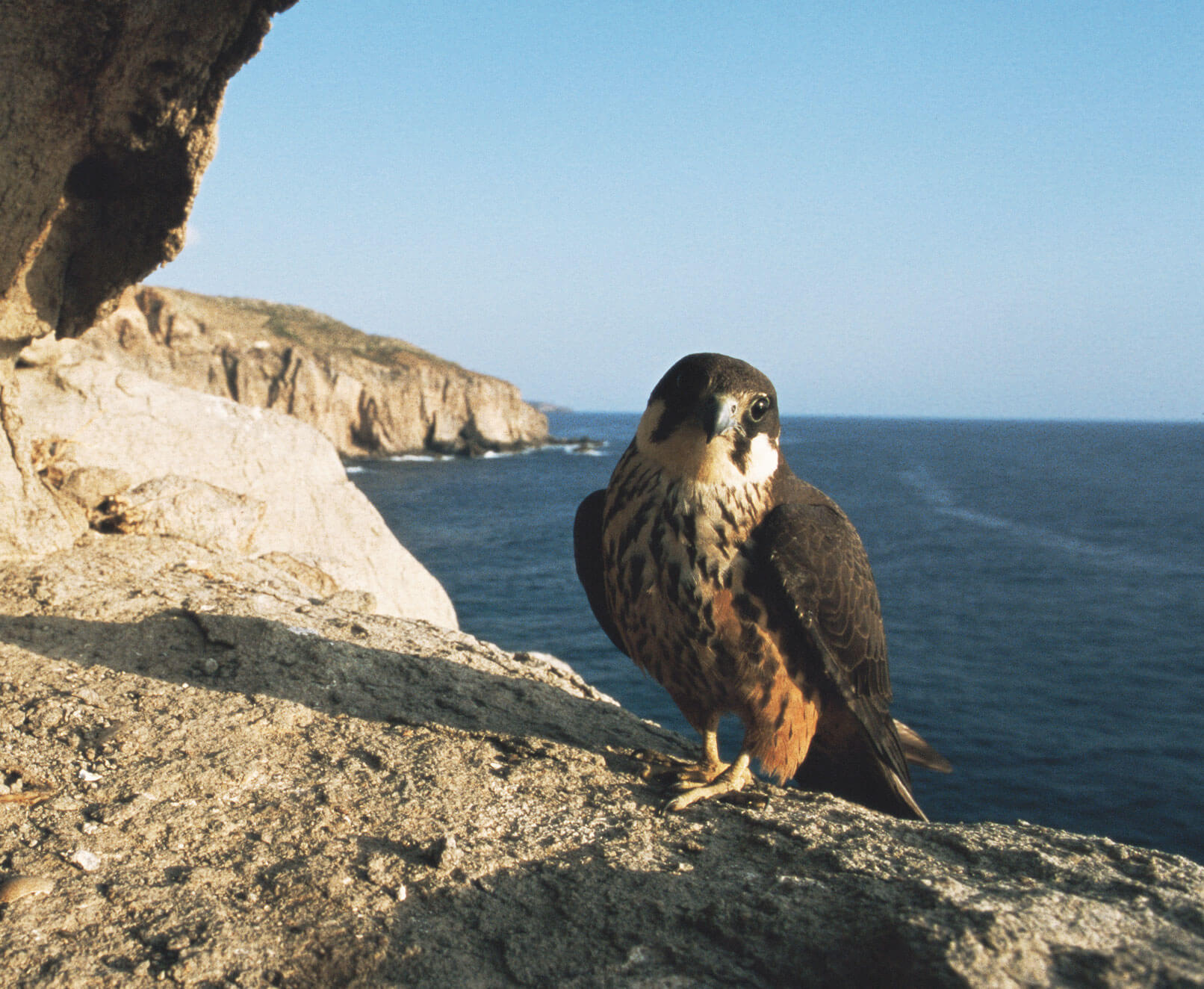 Migration, mode d’emploi - La Salamandre oiseau faucon