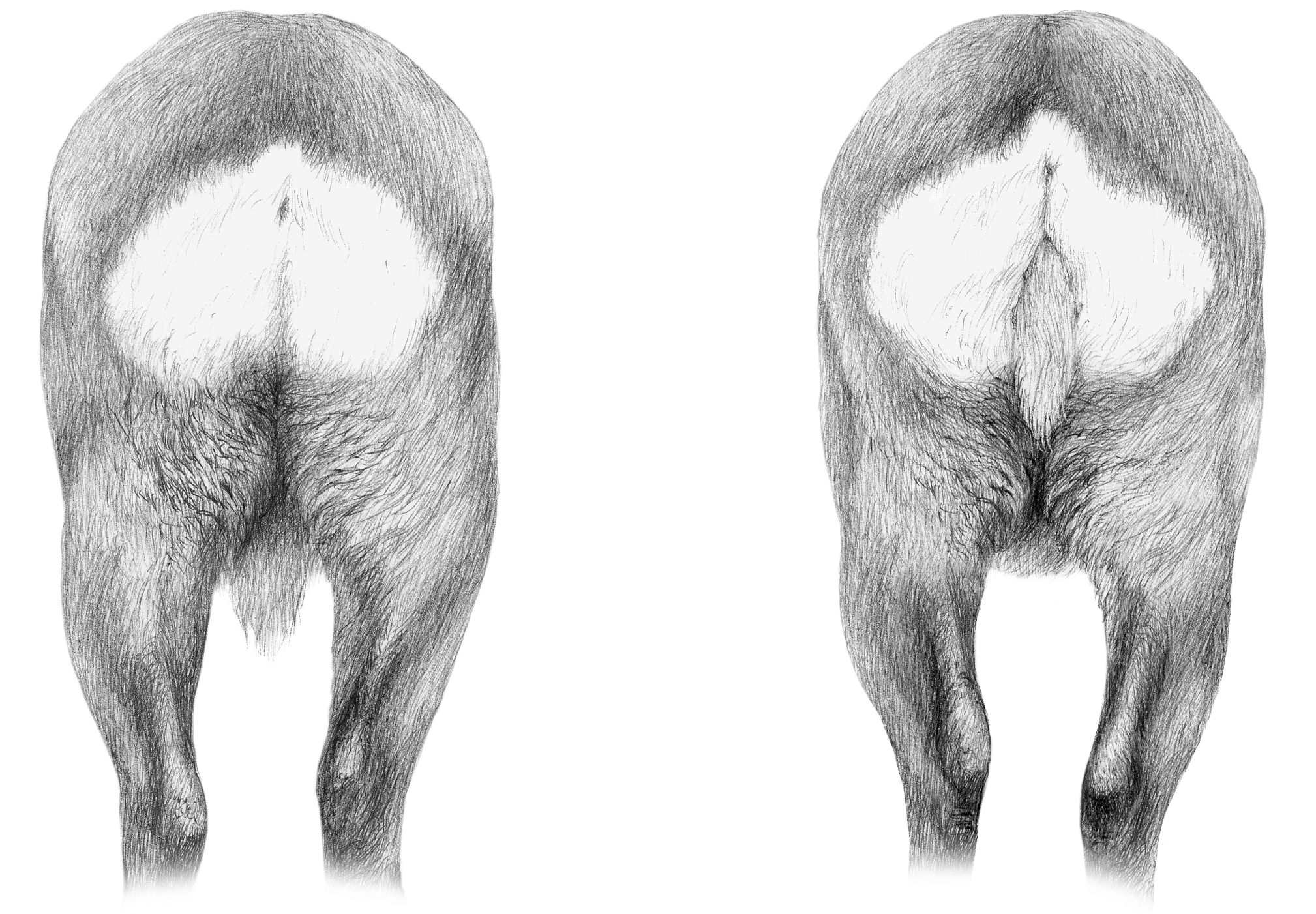 Le pari du faon Bambi - La Salamandre dessin fesses chevreuil