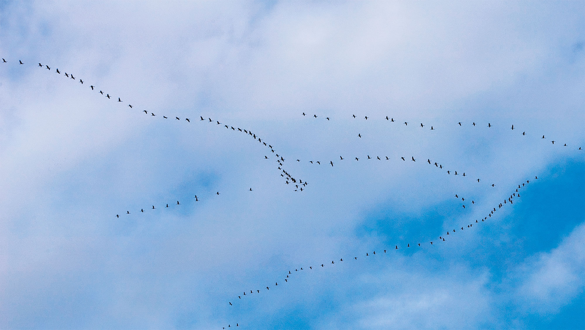 Migration, mode d’emploi - La Salamandre oiseau grue v