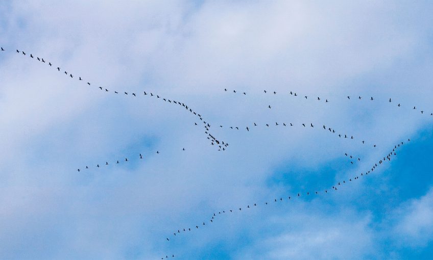 Migration, mode d’emploi - La Salamandrev oiseau grue