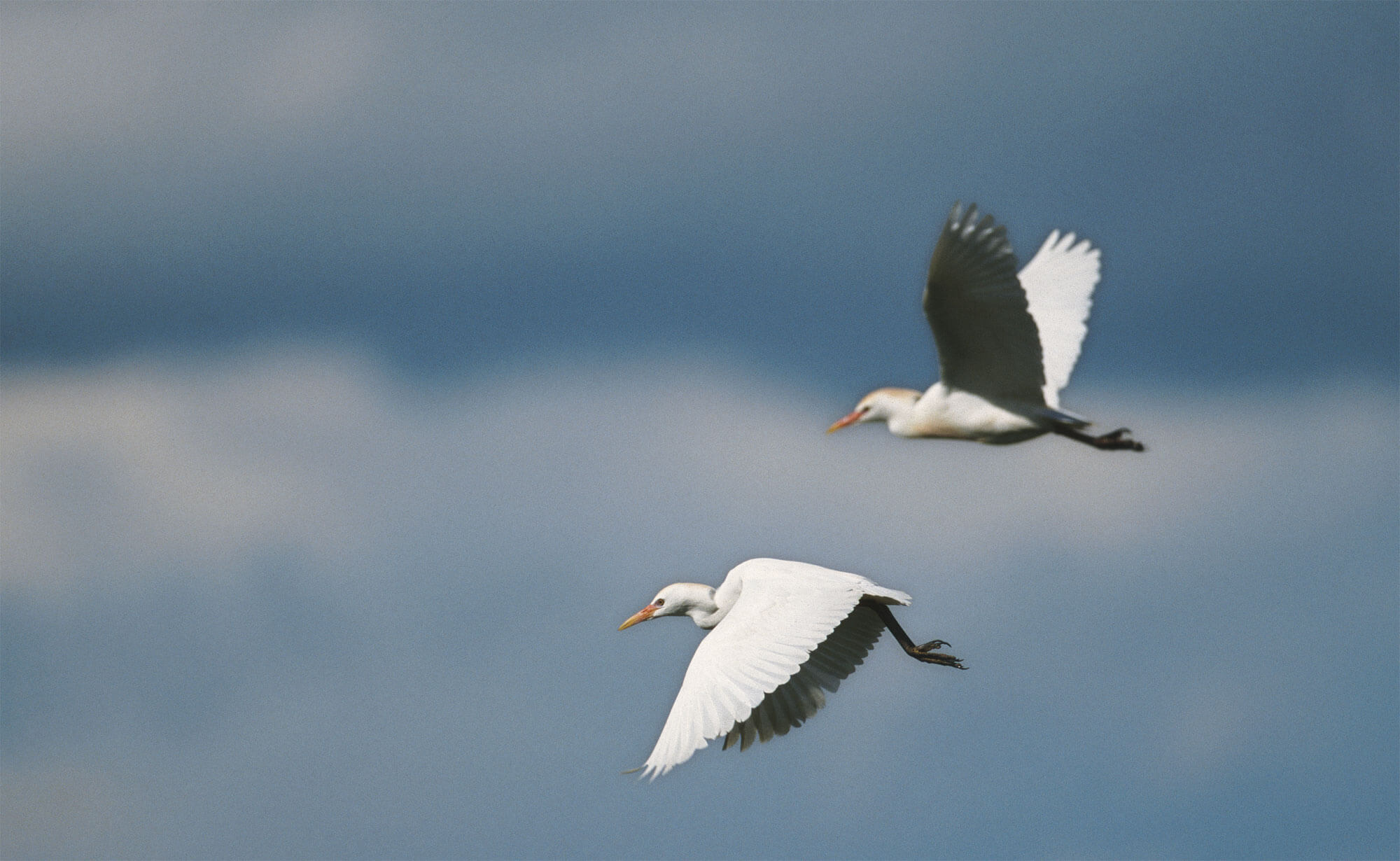Migration, mode d’emploi - La Salamandre héron oiseau vol