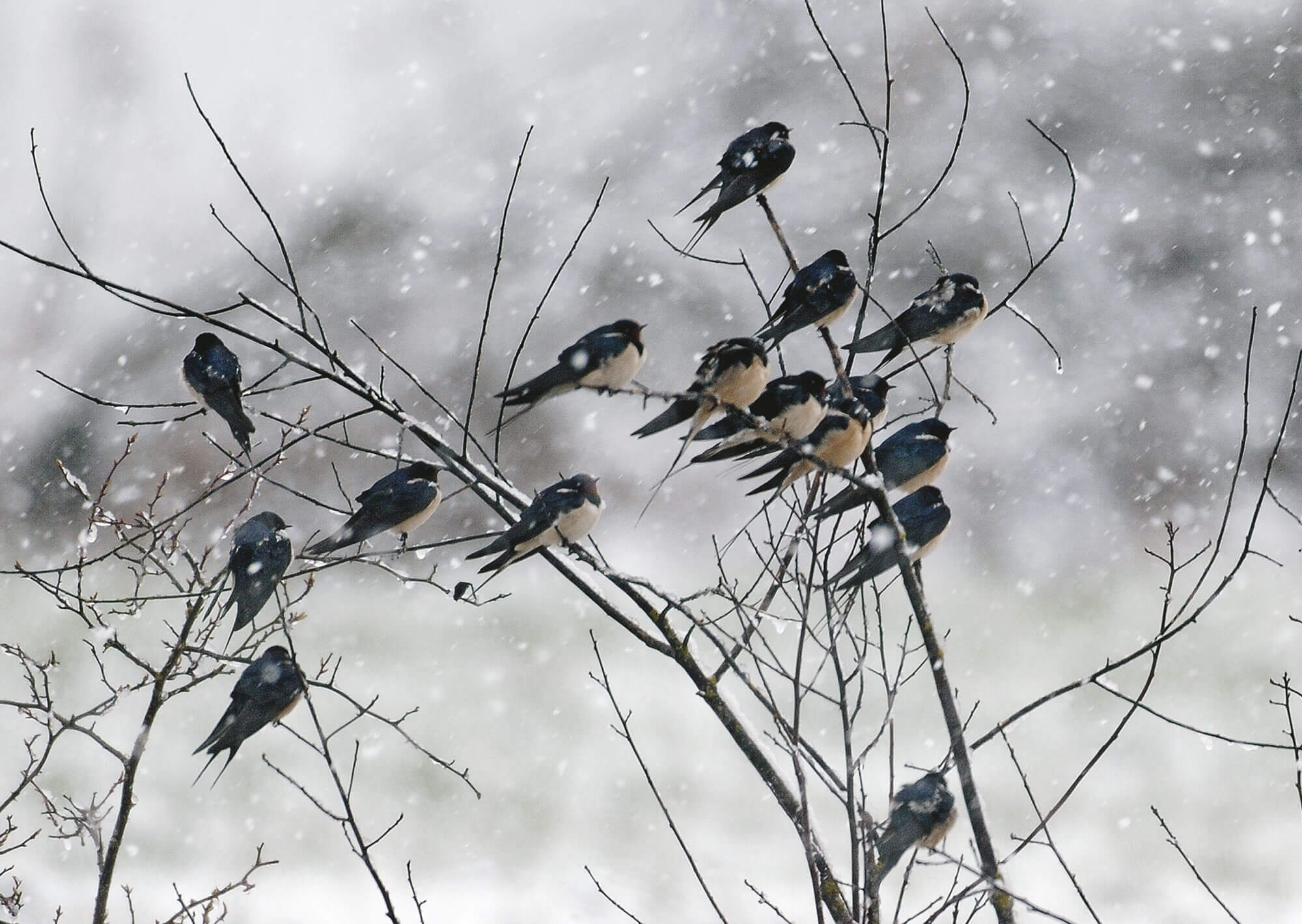 Migration, mode d’emploi - La Salamandre hirondelle oiseau froid hiver