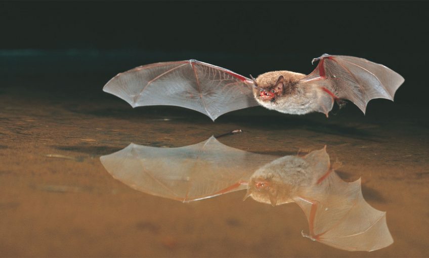 Chauves-souris sous les ponts de pierre - La Salamandre