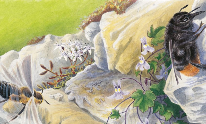 Princesses des rocailles, la biodiversité des murs de pierre - La Salamandre