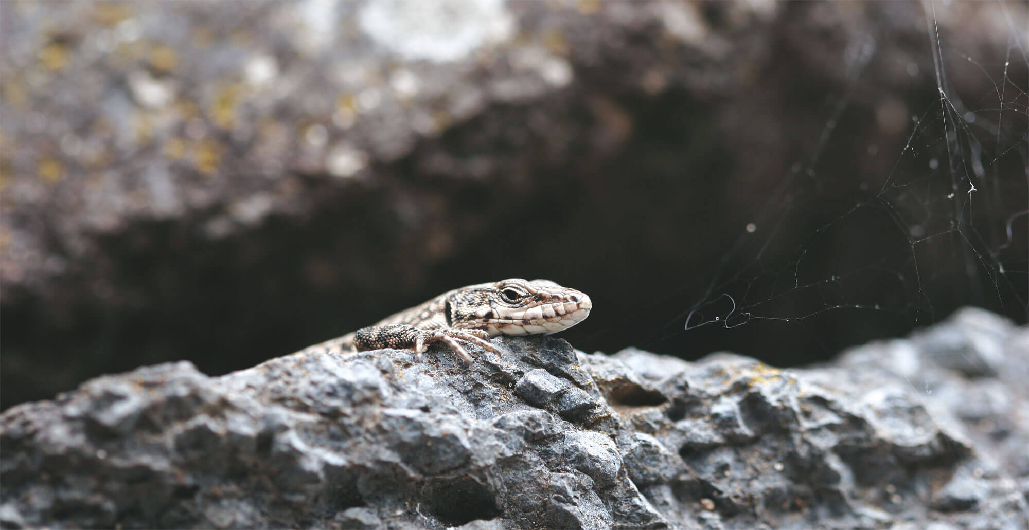 La belle couleuvre de Montpellier - La Salamandre lezard