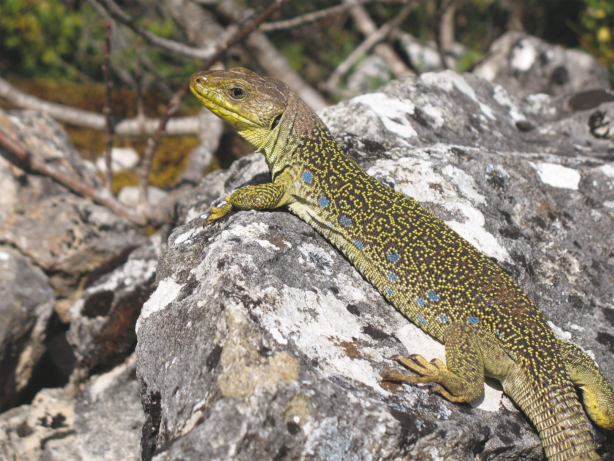 La belle couleuvre de Montpellier - La Salamandre lezard