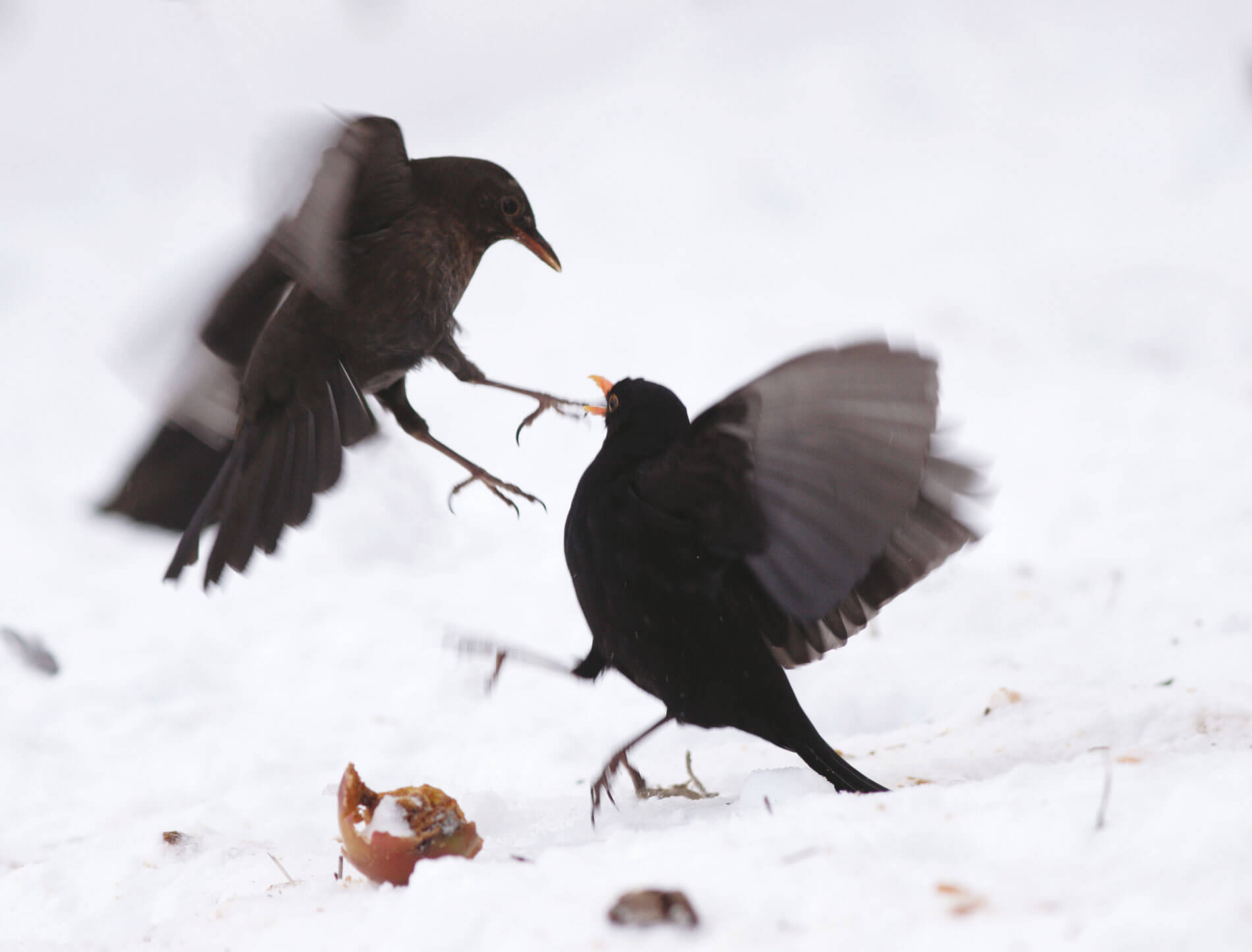 Migration, mode d’emploi - La Salamandre merle noir oiseau combat