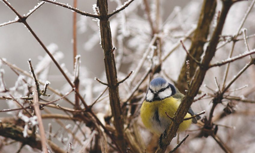 Les oiseaux qui restent - La Salamandre migration hiver mésange