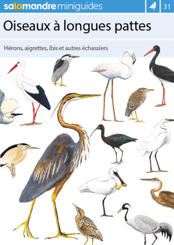 Miniguide 31 : Oiseaux à longues pattes