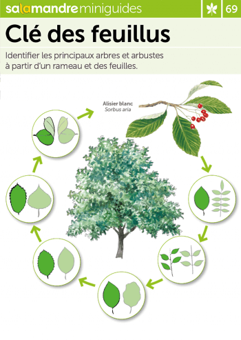 Miniguide 69 : Clé des feuillus