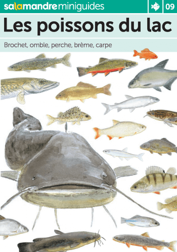 Miniguide 9 : Les poissons du lac