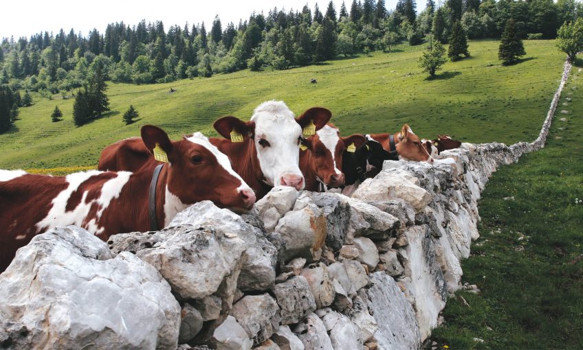 Les murs de pierres du canton de Vaud, des limites si claires - La Salamandre vache
