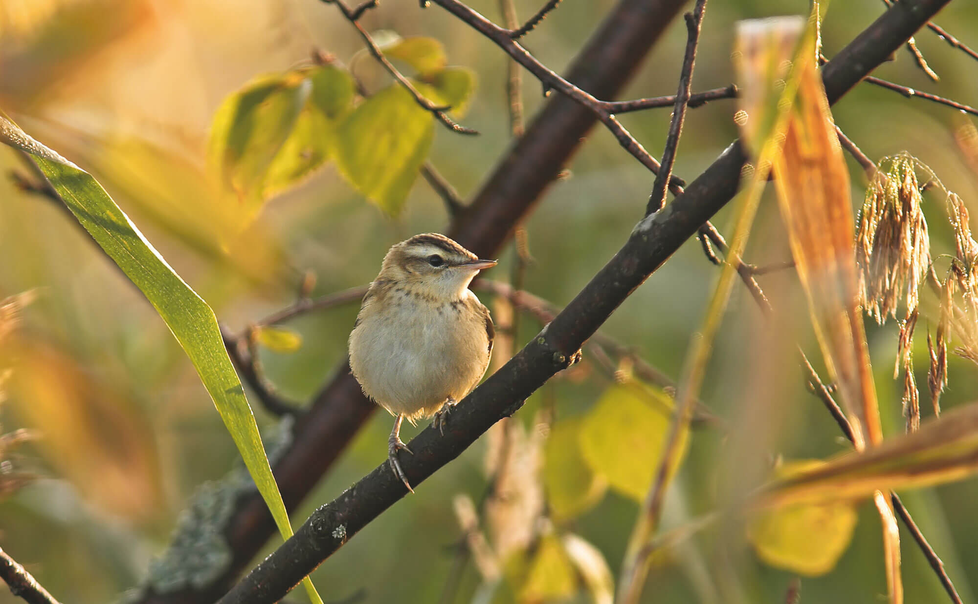 Migration, mode d’emploi - La Salamandre phragmite oiseau