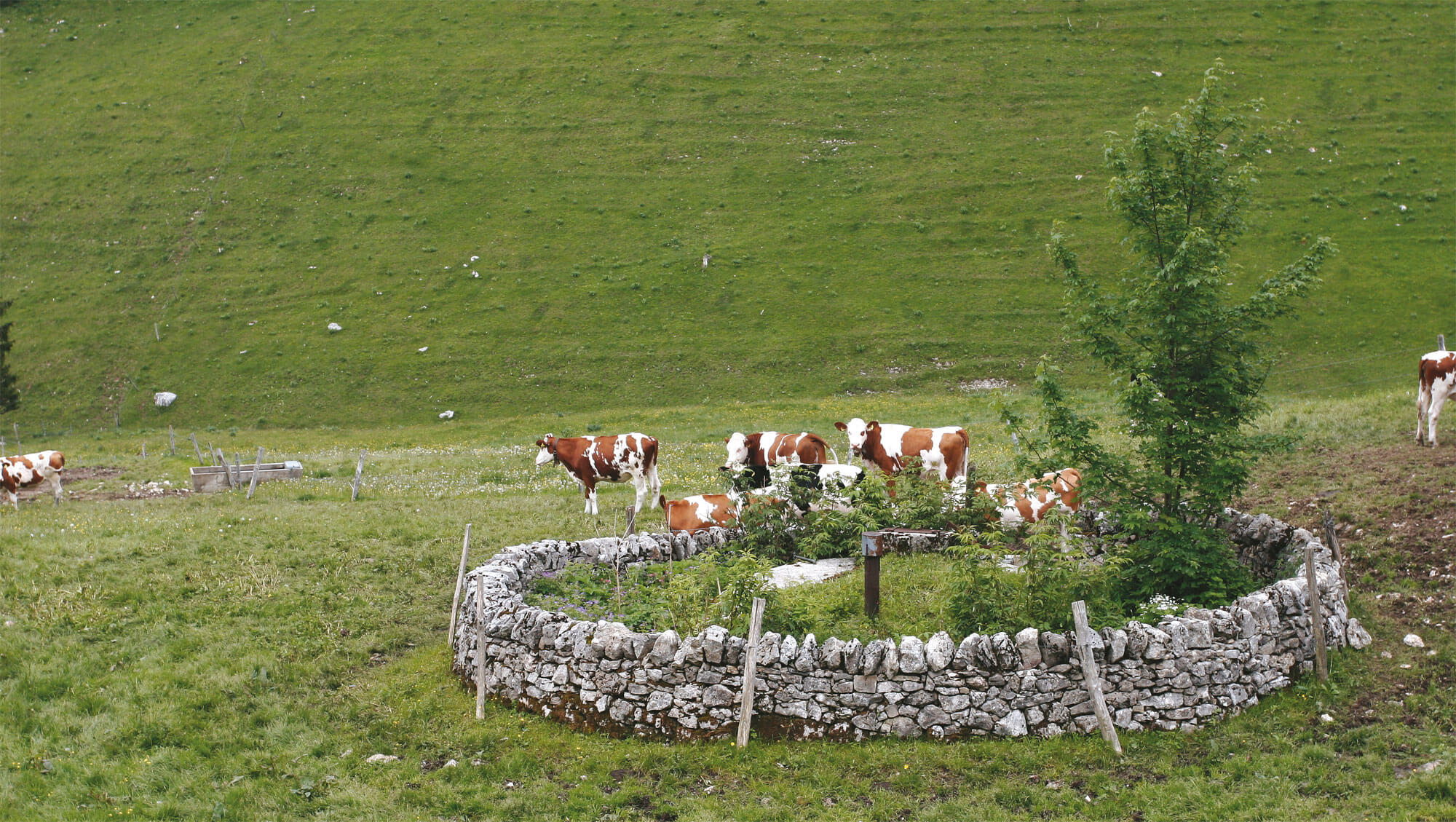 Les murs de pierres du canton de Vaud, des limites si claires - La Salamandre vache puit