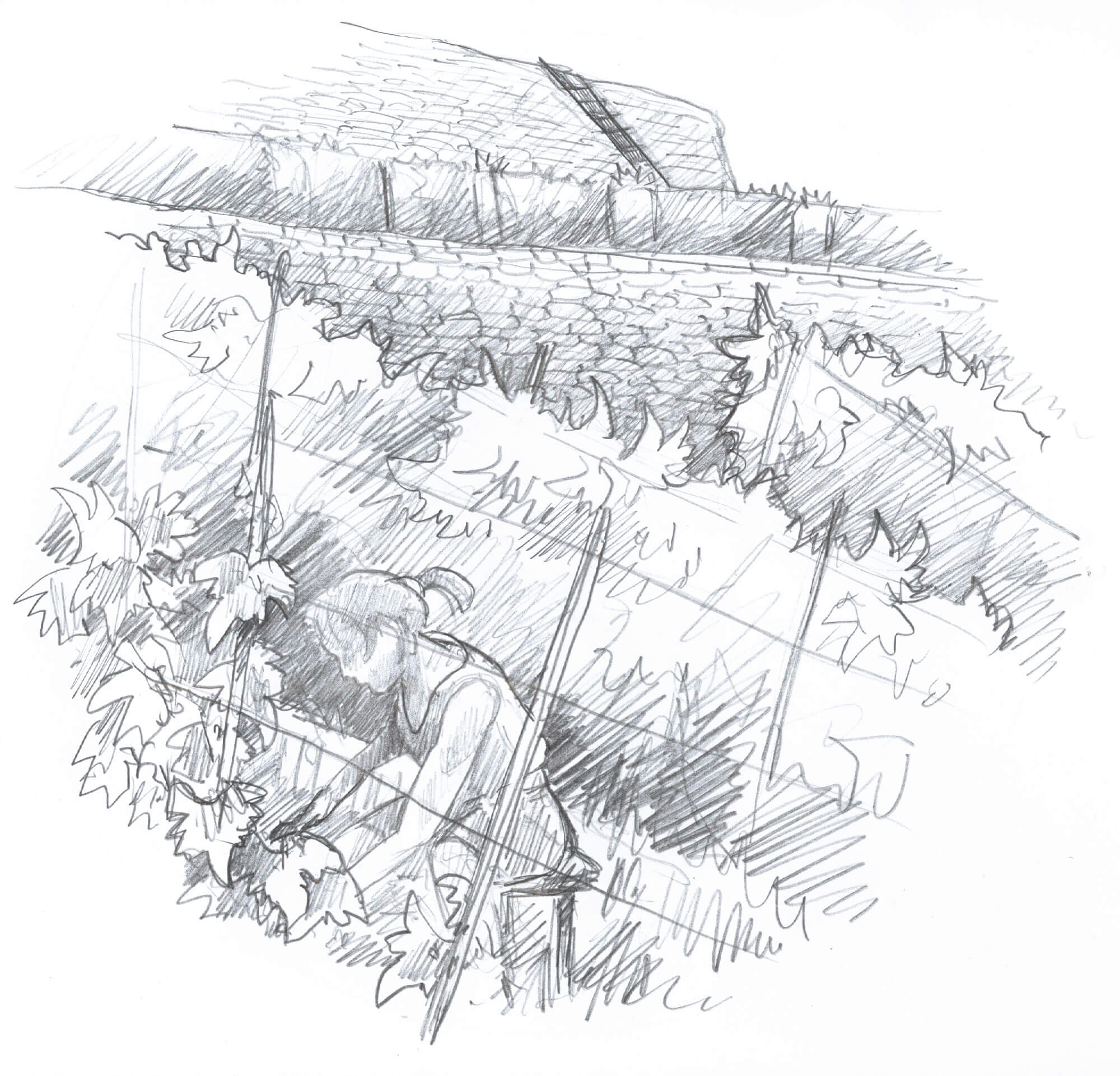 Soutenir les vignes - La Salamandre dessin