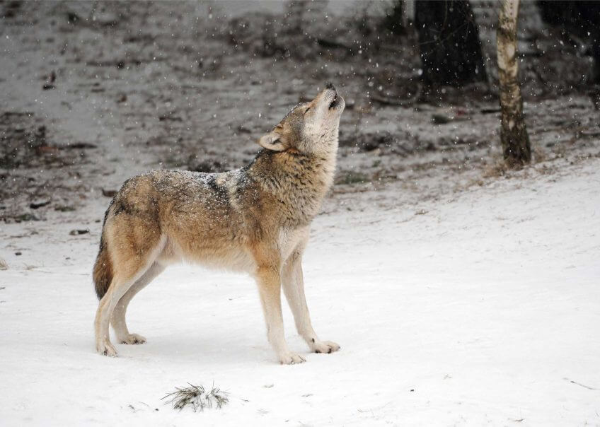 Le hurlement du loup