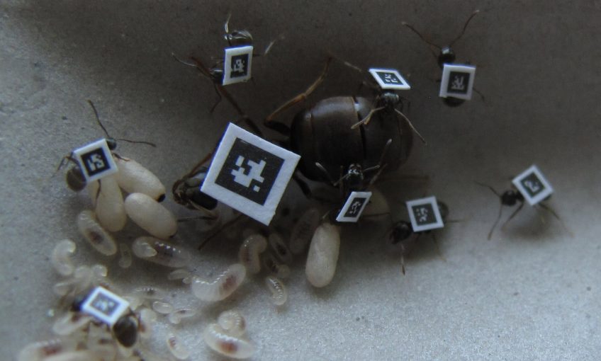 Les étonnantes défenses des fourmis - La Salamandre