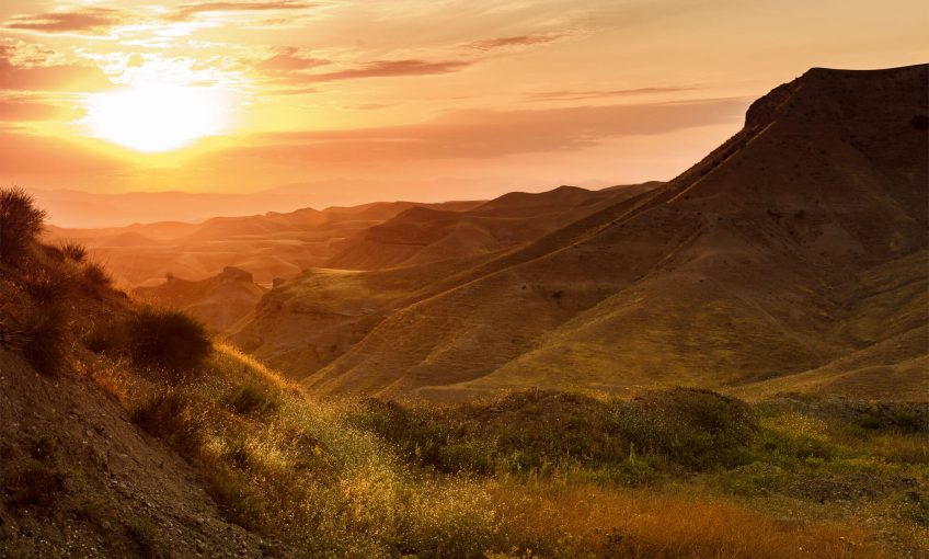 Des racines au Levant, ou les origines des oliviers - La Salamandre paysage