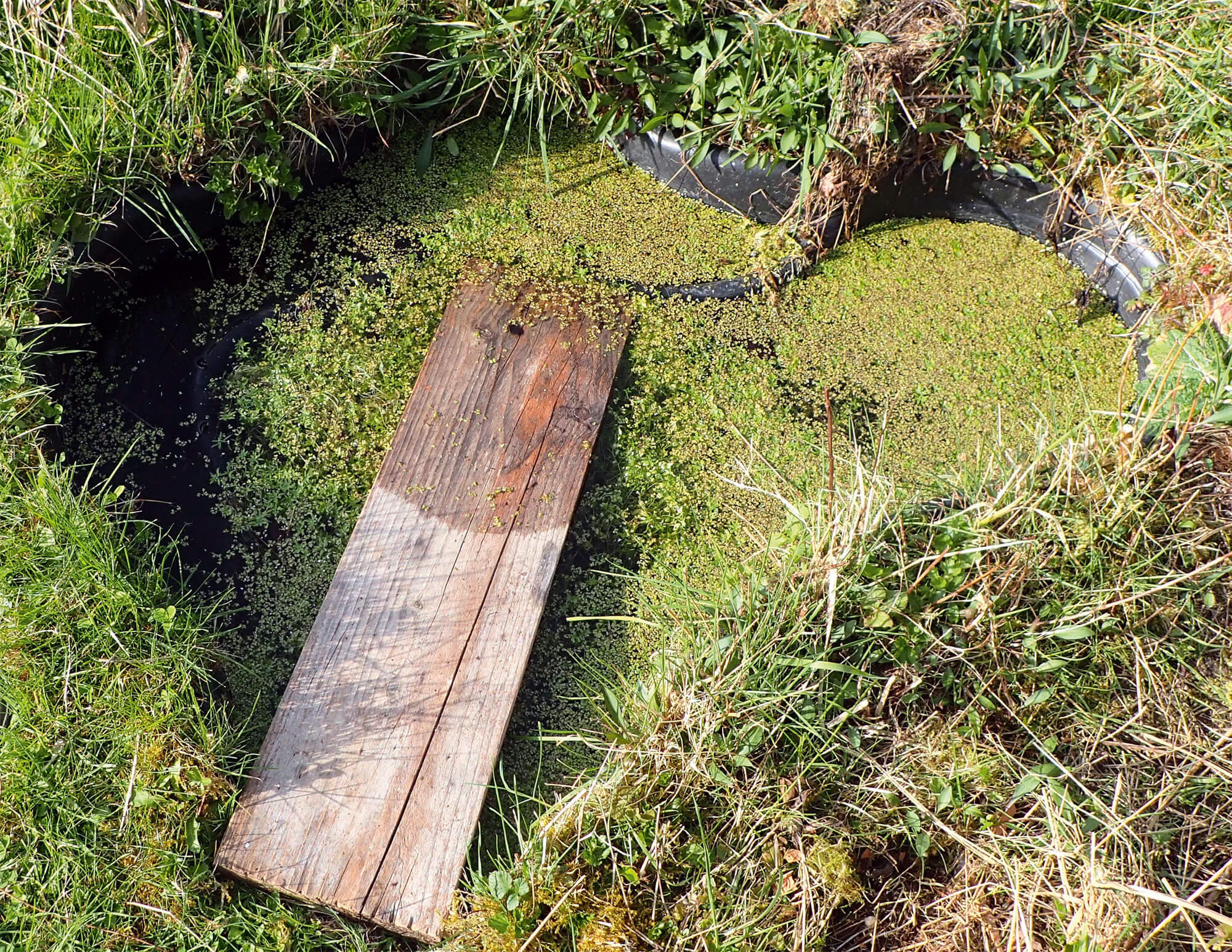 Comment construire un abreuvoir au jardin - La Salamandre