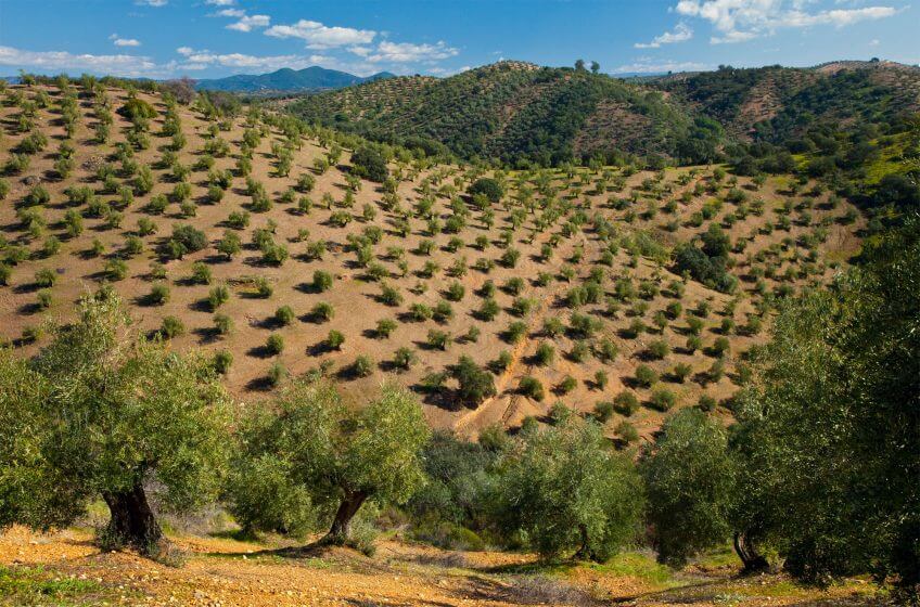Des racines au Levant, ou les origines des oliviers - La Salamandre plantation