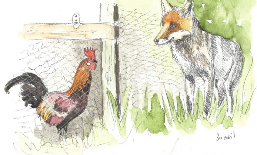 Supplice de Tantale pour le renard - La Salamandre