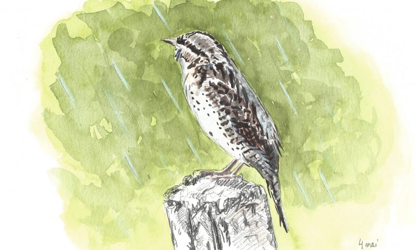 L'oiseau de la pluie c'est le torcol fourmilier - La Salamandre