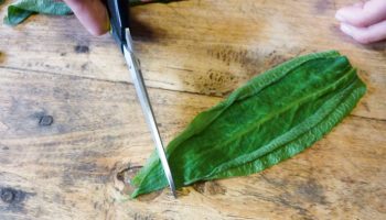 Cuisinez du poisson végétal avec la consoude officinale - La Salamandre