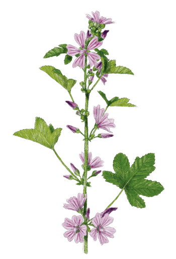 Bon appétit avec la grande mauve - La Salamandre
