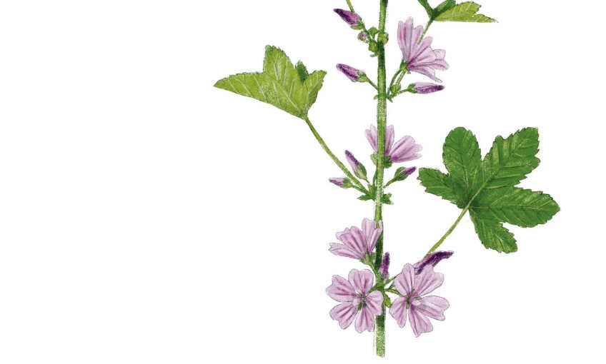 Bon appétit avec la grande mauve - La Salamandre