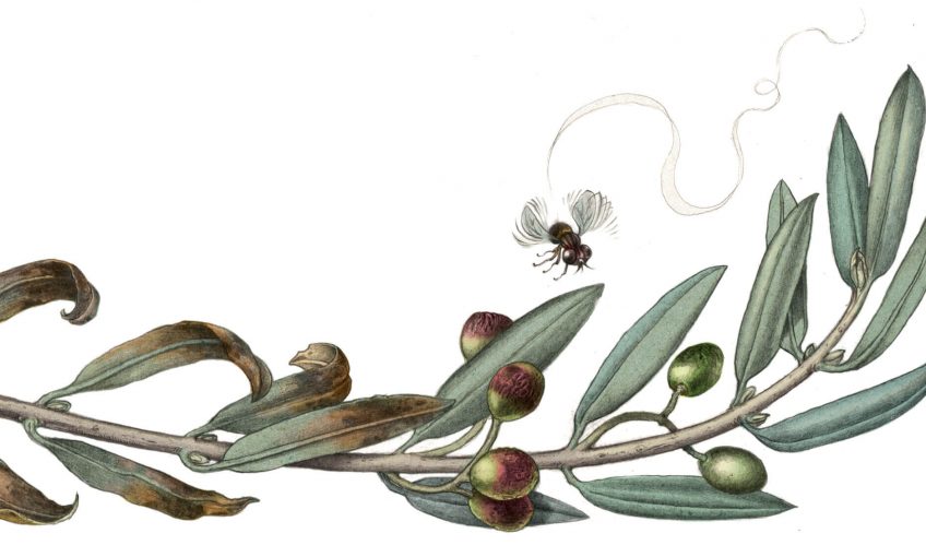 Qui s'en prend à l'olivier, arbre de paix ? - La Salamandre dessin