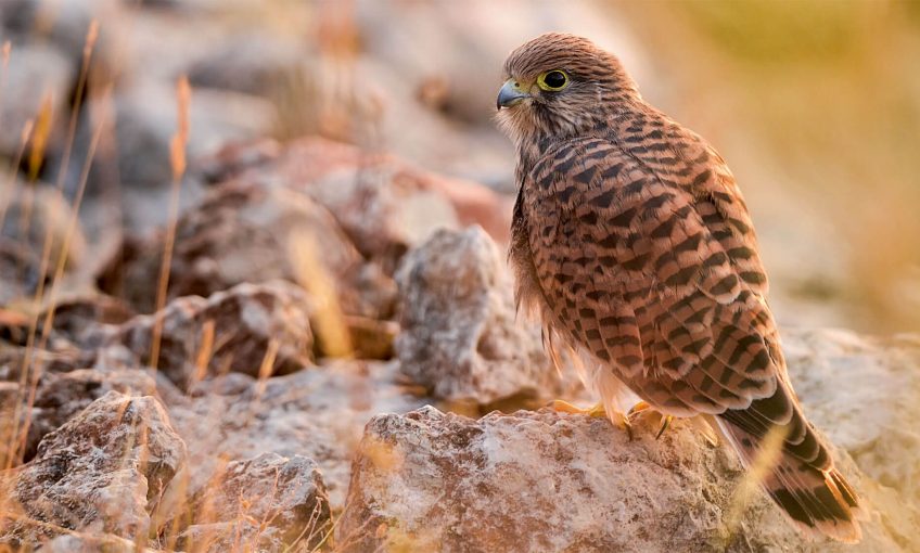 Dans l’œil du faucon, photos nature - La Salamandre crécerelle