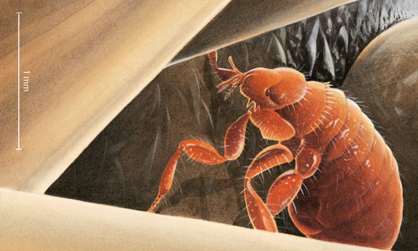 Le hérisson, un vrai sac à puces - La Salamandre