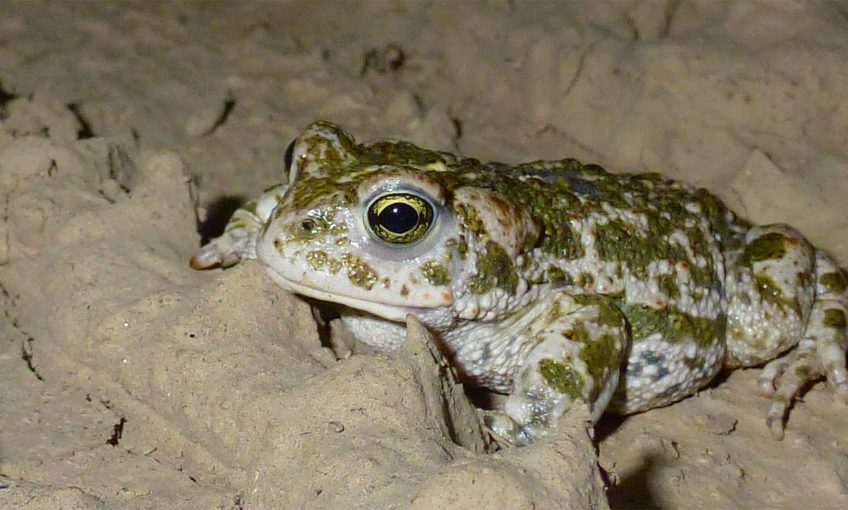 Des gouilles pour sauver le crapaud calamite - La Salamandre