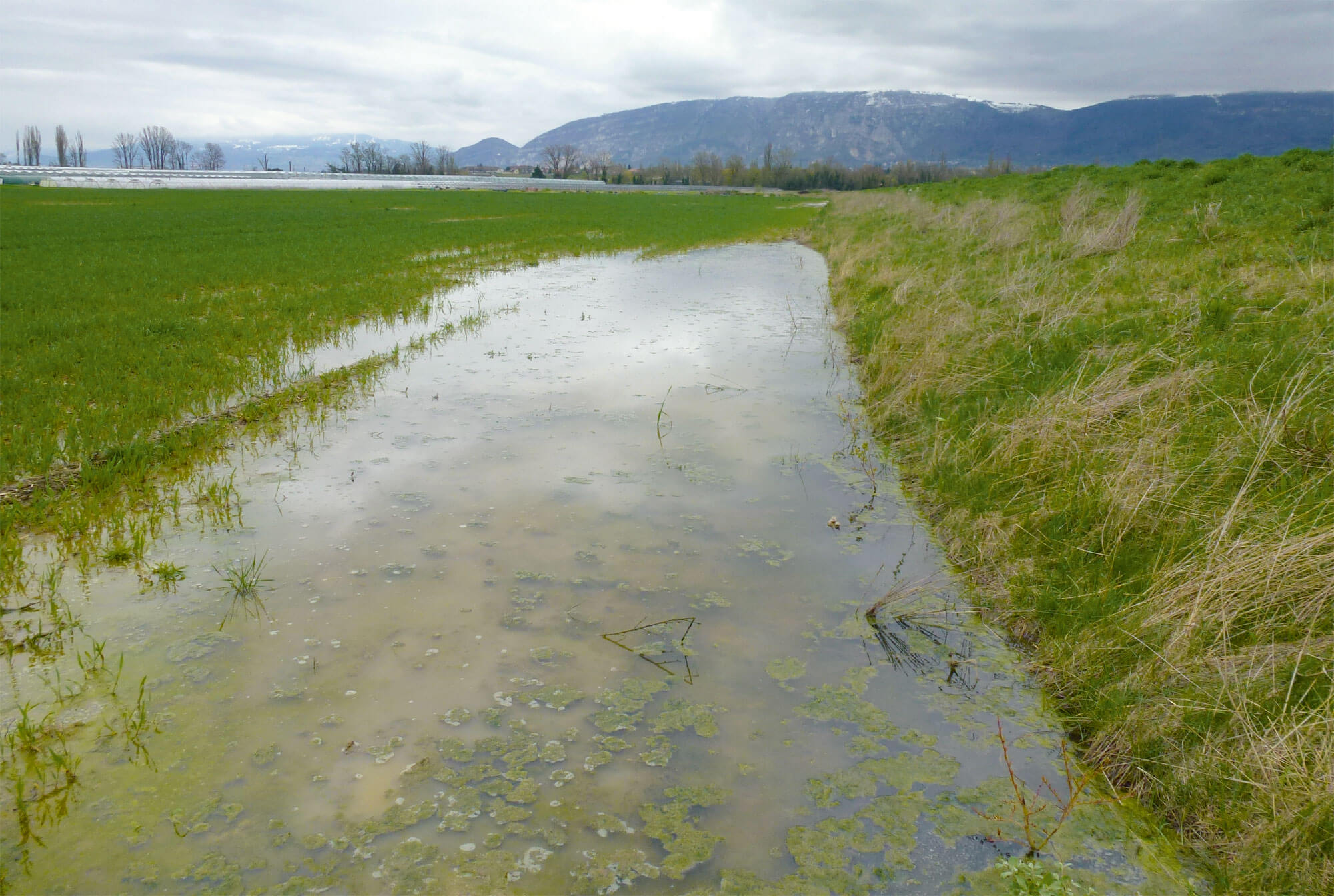 Des gouilles pour sauver le crapaud calamite - La Salamandre canal lully