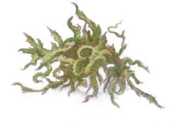 L’herboriste au pinceau, aquarelles - La Salamandre mousse
