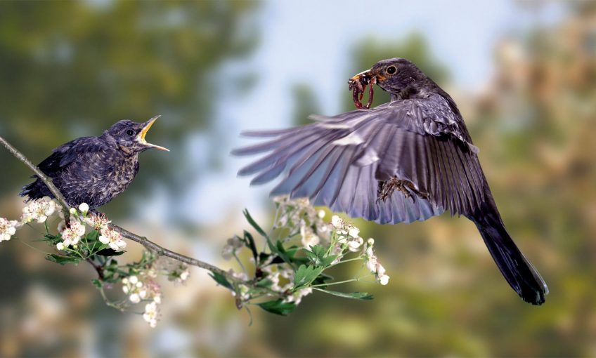 Pourquoi les oisillons quittent-ils leur nid ? - La Salamandre merle noir envol plume verre